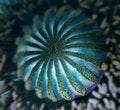 Free Blue Flower - Close-up Royalty Free Stock Images - 1972649
