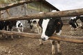 Free Young Cows In A Farm Royalty Free Stock Photo - 1975775