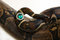 Free Snake With The Ring Royalty Free Stock Images - 1974569