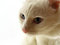 Free Cat Stock Image - 1976471