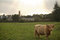 Free Highland Cattle Stock Photography - 1979712