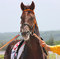 Free Portrait Of Brown Horse Stock Photos - 19787163