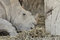 Free Rhinoceros Eating Dry Straw Stock Photo - 19794210