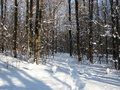 Free Ski Track Stock Photography - 1980092