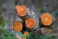 Free Felled Trees Stock Photo - 1980450