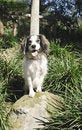 Free Mixed Breed Dog Royalty Free Stock Image - 1982566