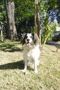 Free Mixed Breed Dog Sit Royalty Free Stock Photos - 1982578