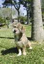Free One Eyed Dog Royalty Free Stock Photos - 1982618