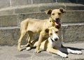 Free Mixed Breed Puppies 2 Stock Photo - 1982620