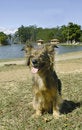 Free Mixed Breed Dog Sit 2 Royalty Free Stock Image - 1982656