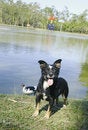 Free Black Mixed Breed Dog 2 Stock Photo - 1982670