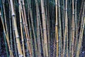 Free Bamboo Forest Royalty Free Stock Photo - 1982995