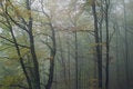 Free Autumnal... Royalty Free Stock Images - 1984689