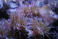 Free Corals Movement Stock Photos - 1984703