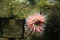 Free Corals Movement Royalty Free Stock Photo - 1984705