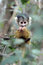 Free Squirrel Monkey Hiding Behind The Leaves Royalty Free Stock Photos - 1985238