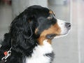 Free Nice Berner Dog 2 Stock Photography - 1992722