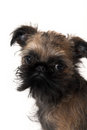 Free Dog Sitting Over White Royalty Free Stock Photos - 1993148