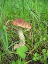 Free Brown Cap Boletus Stock Photography - 1994772
