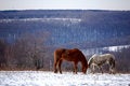 Free Two Horses Royalty Free Stock Images - 1994809