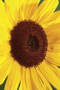 Free Macro On Sunflower Stock Photo - 1997550