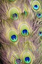 Free Peacock Fan Royalty Free Stock Image - 1999646