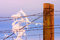 Free Frozen Tumbleweed On A Fence Stock Photo - 1994860