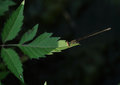 Free Damselfly Stock Images - 19933874