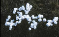 Free Cotton Grass Stock Image - 26231