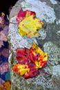 Free Maple Leaf Pair Royalty Free Stock Photography - 26737
