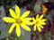 Free Wild Sunflower Stock Photography - 21642