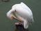 Free Pelican Grooming Royalty Free Stock Photo - 22385