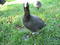 Free Gallinule Royalty Free Stock Images - 22439