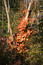 Free Splash Of Fall Color Stock Photography - 26562
