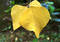 Free Yellow Fall Leaves Stock Images - 27284