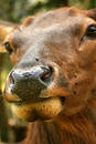 Free Deer Nose Stock Photos - 203733