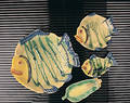 Free Fish Plates Royalty Free Stock Photo - 204125