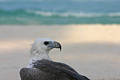 Free Eagle By The Sea Royalty Free Stock Image - 204856