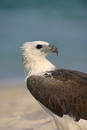 Free Eagle By The Sea Royalty Free Stock Photos - 204858