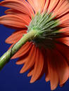 Free Closeup Of Gerber Daisy Stem Stock Image - 205041