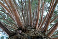 Free Pine 1 Stock Photography - 209192