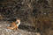 Free Red Fox Stock Photography - 201392