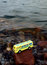 Free School Bus In Water Royalty Free Stock Photo - 2008185