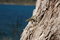 Free Lizard On The Tree Royalty Free Stock Image - 20002626