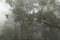 Free Foggy And Mystical Forest Stock Photos - 20032953
