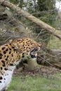 Free Predator Royalty Free Stock Images - 2015319
