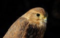 Free Merlin Or Pigeon Hawk (portrait_4) Royalty Free Stock Images - 2015349