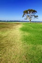 Free Tree On The Grass Royalty Free Stock Images - 2018459