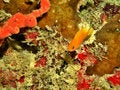 Free Orange Anthias & Reef Stock Photo - 2019620