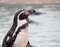 Free Humboldt Penguin Royalty Free Stock Photo - 2010825
